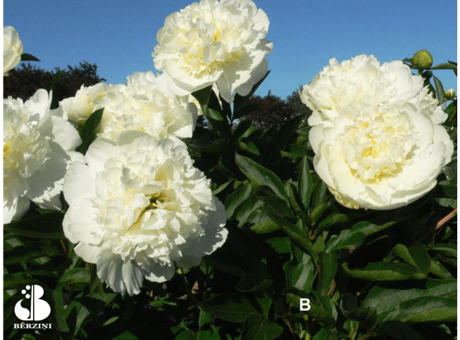 Paeonia lactiflora   'Bridal Gown'